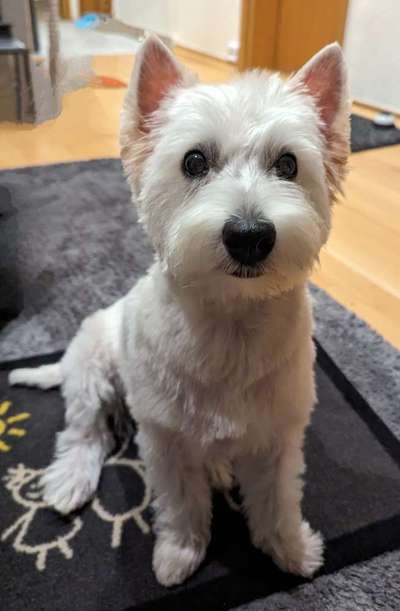 TierschutzhundeStammtisch🐕-Beitrag-Bild