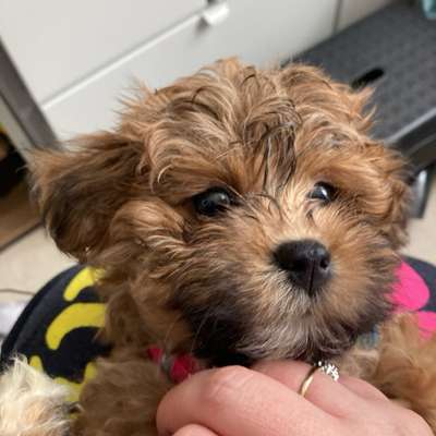 Hundetreffen-Welpentreffen-Bild