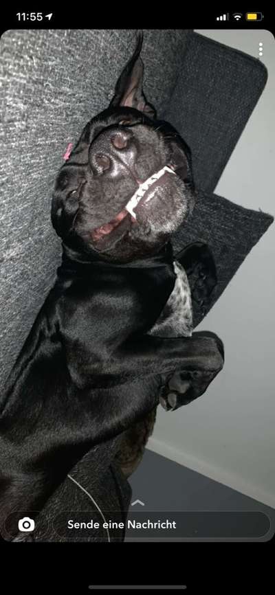 Die Dogorama Wochen Challenge-Beitrag-Bild