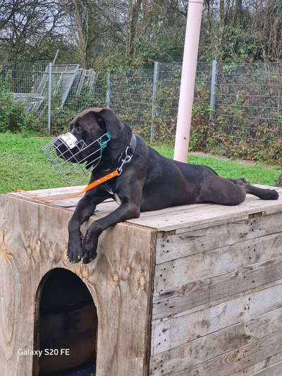 Tierschutzhunde suchen ein Zuhause-Beitrag-Bild