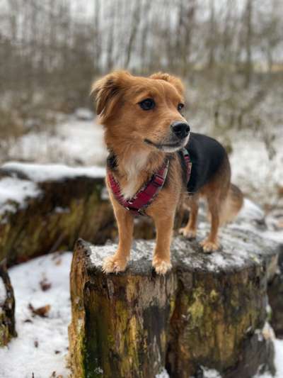 Hundetreffen-Spazieren in und um Lobeda West-Bild