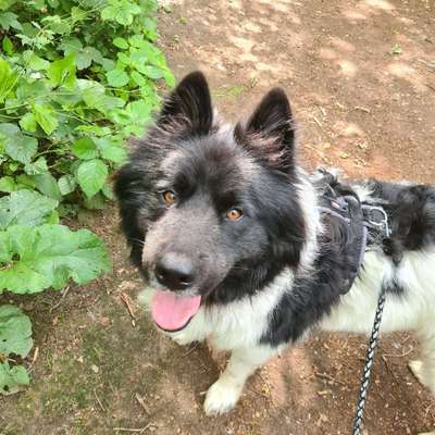 Hundetreffen-Spielen, toben und den Wald erkunden