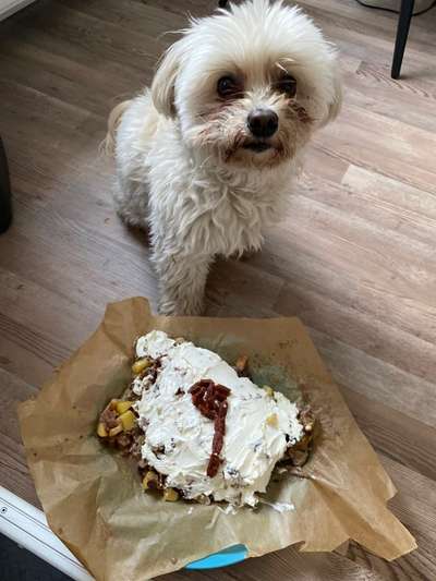 bolonka zwetna 😁-Beitrag-Bild