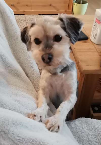 Havaneser dabei?:)-Beitrag-Bild