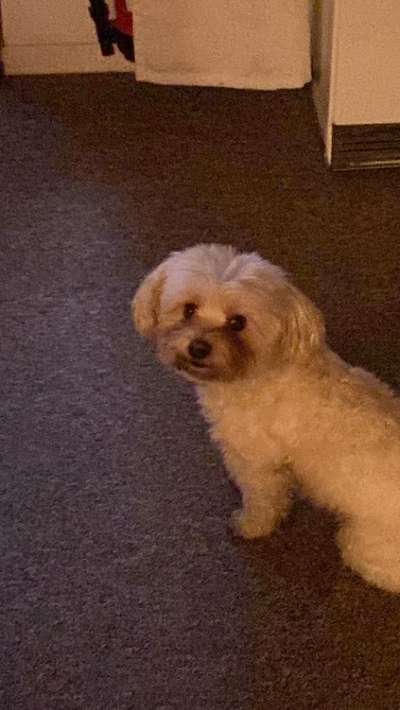 Welche Hunderasse-Beitrag-Bild