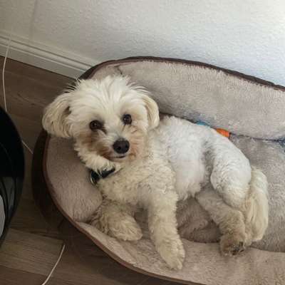 Gassi-Service Private Hunde Betreuung und Gassi-Service in Bremerhaven Mitte – Dogorama