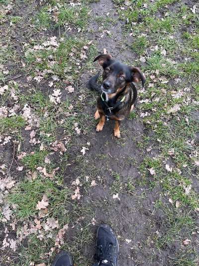 Wo sind die Mischlinge?-Beitrag-Bild