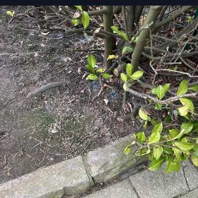 Giftköder-Schneckenkorn (o. Rattengift?) ausgelegt-Bild