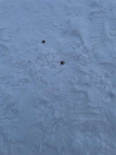 Giftköder-Verdacht auf Giftköder-Bild