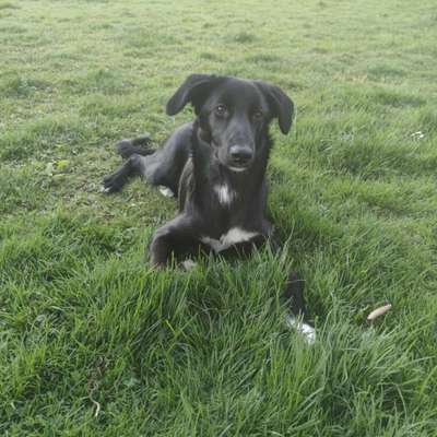 Labradorfans-Beitrag-Bild