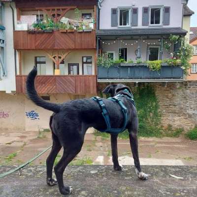 Ist mein Hund wirklich zu dünn?-Beitrag-Bild
