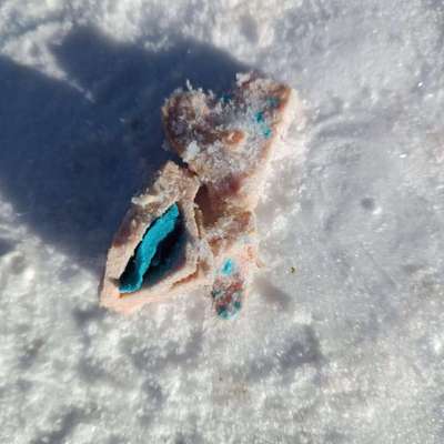 Giftköder-Giftköder-Bild