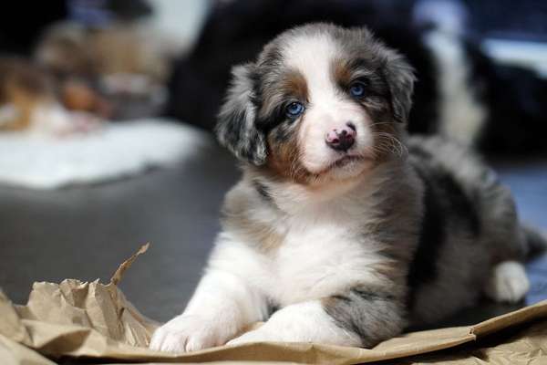 Welpen Bilder !-Beitrag-Bild