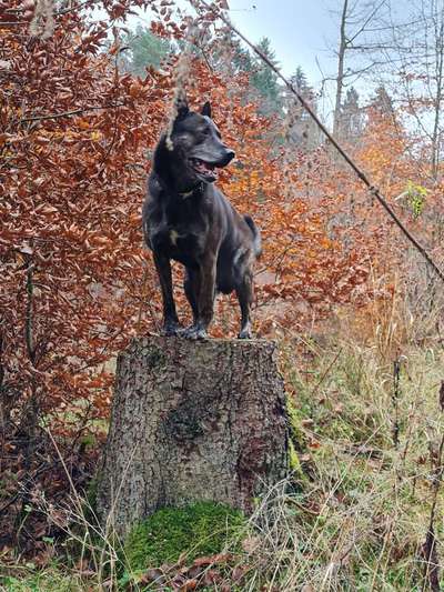 Holländische Schäferhunde-Beitrag-Bild