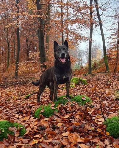 Fotochallenge Nr. 59 - Mein Hund zeigt die Zunge-Beitrag-Bild