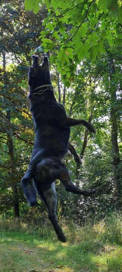 61. Handyfotochallenge - der springende Hund-Beitrag-Bild