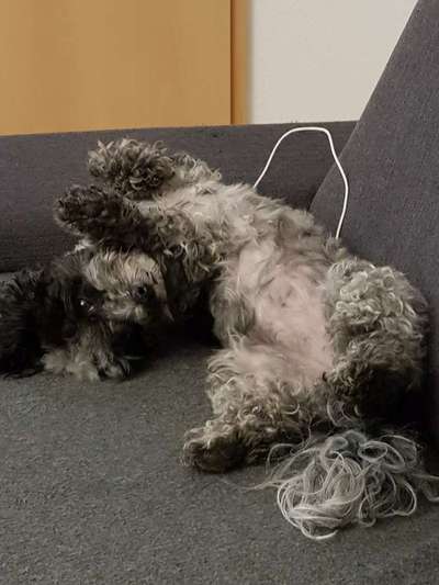 Dogorama Photo Challenge - Be my valentine-Beitrag-Bild