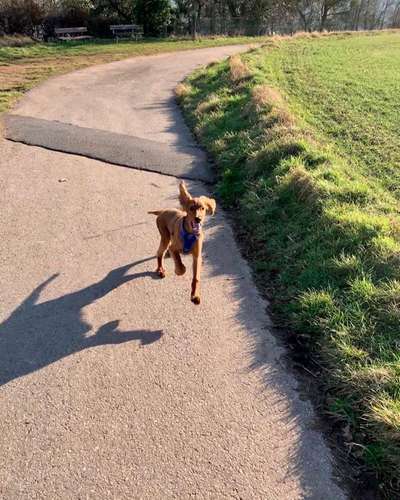 Fotochallenge 66 ~ Rennaction -Zeig deinen Hund im Lauf-Beitrag-Bild