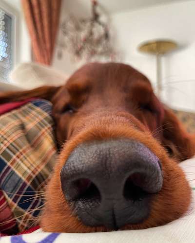 42. Handy Fotochallenge - Den richtigen Riecher haben-Beitrag-Bild