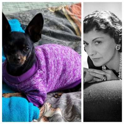 Wie heißt dein Hund?-Beitrag-Bild