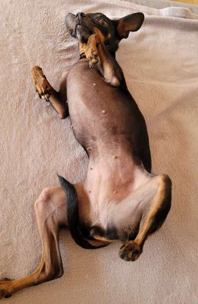 Prager Rattler-Beitrag-Bild