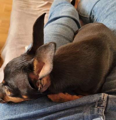 Prager Rattler-Beitrag-Bild