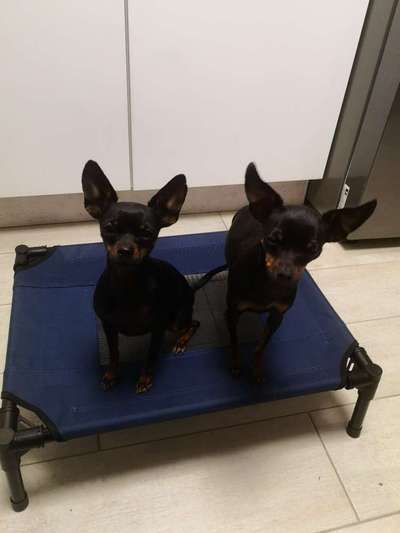 Prager Rattler-Beitrag-Bild