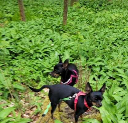 Fotowettbewerb Natur-Beitrag-Bild