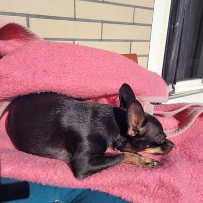 Prager Rattler-Beitrag-Bild