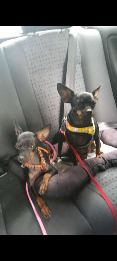 FOTOCHALLENGE 70 - Dein Hund im Auto-Beitrag-Bild