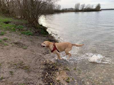 Hundeauslaufgebiet-Hundestrand Auesee-Bild