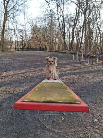 Hundeschulen-Allgemeiner Hundeverein Kiebitzberg e.V.-Bild