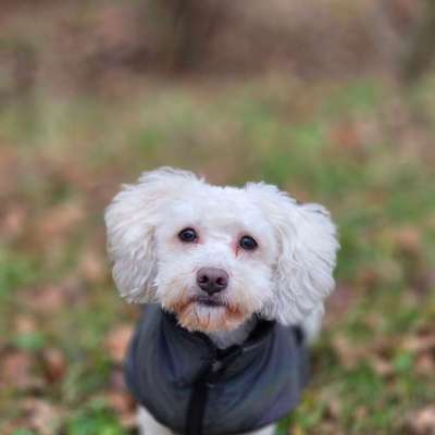 Hundetreffen-Hunde Spaziergang wildes Moor oterronfeld-Bild