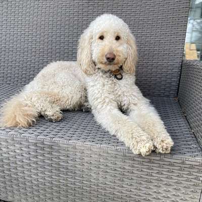 Hundetreffen-Nette Hunde- und Menschenbekanntschaft gesucht-Bild