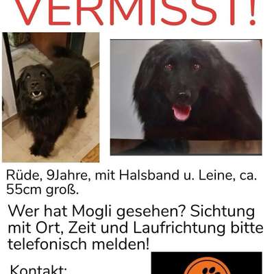 Suchmeldung-Mogli-Bild