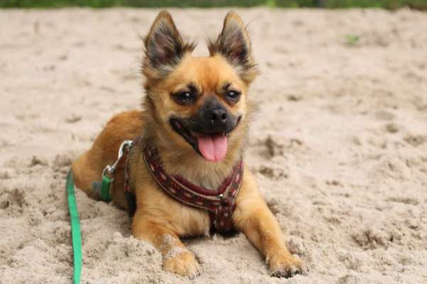 Hund aus dem Spanischen Tierschutz-Beitrag-Bild