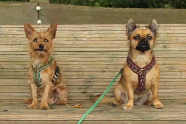 Mischlingshunde Foto Aufruf-Beitrag-Bild