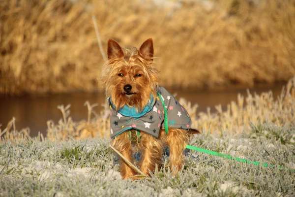 Hundemantel-Beitrag-Bild