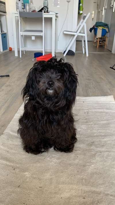 Assistenzhund-Beitrag-Bild