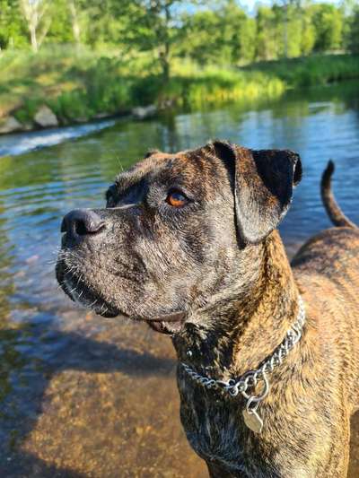 Deutsche Boxer-Beitrag-Bild