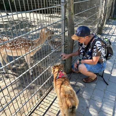 Hundetreffen-Spaziergang + Spiel und Spaß