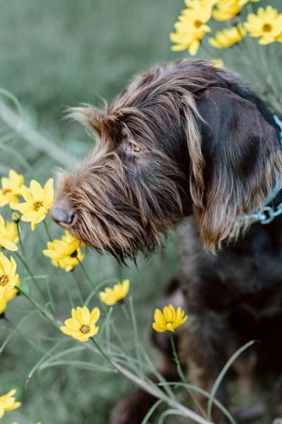 Die Dogorama Kalender Challenge Titelbild-Beitrag-Bild