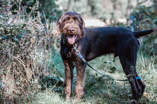 Welpenfotos-Beitrag-Bild