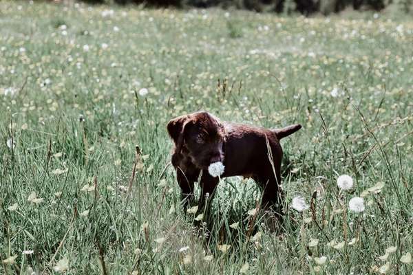 Welpenfotos-Beitrag-Bild