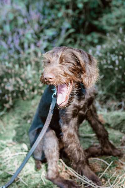 Zeige das lustigste Bild eures Hundis-Beitrag-Bild