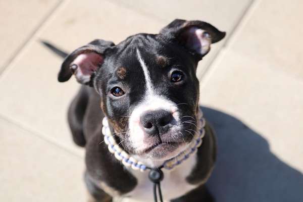 Olde English Bulldogge-Beitrag-Bild