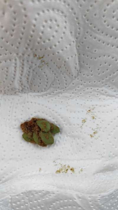 Giftköder-Möglicher Giftköder-Bild