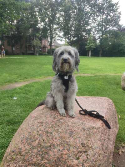 Mischlingshunde Foto Aufruf-Beitrag-Bild