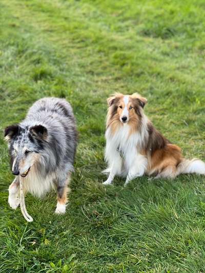 Shelties-Beitrag-Bild