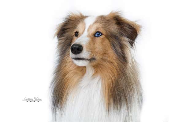 Shelties-Beitrag-Bild